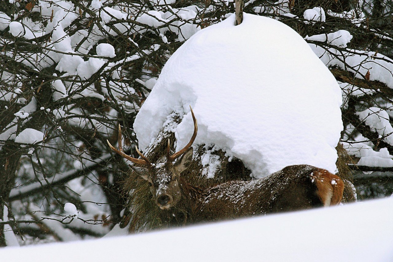 Rotwildbestände in Vorarlberg sind mit Tuberkulose infiziert und bilden eine Gefahr für das Vieh vor allem bei der Sömmerung. Bild: AJF Graubünden