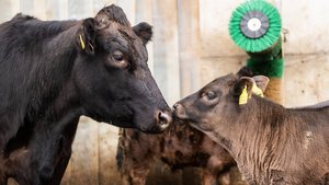 PCB in der Mutterkuhhaltung Eine schwarze Mutterkuh steht Nase an Nase mit ihrem dunkelbraunen Kalb im Laufhof.