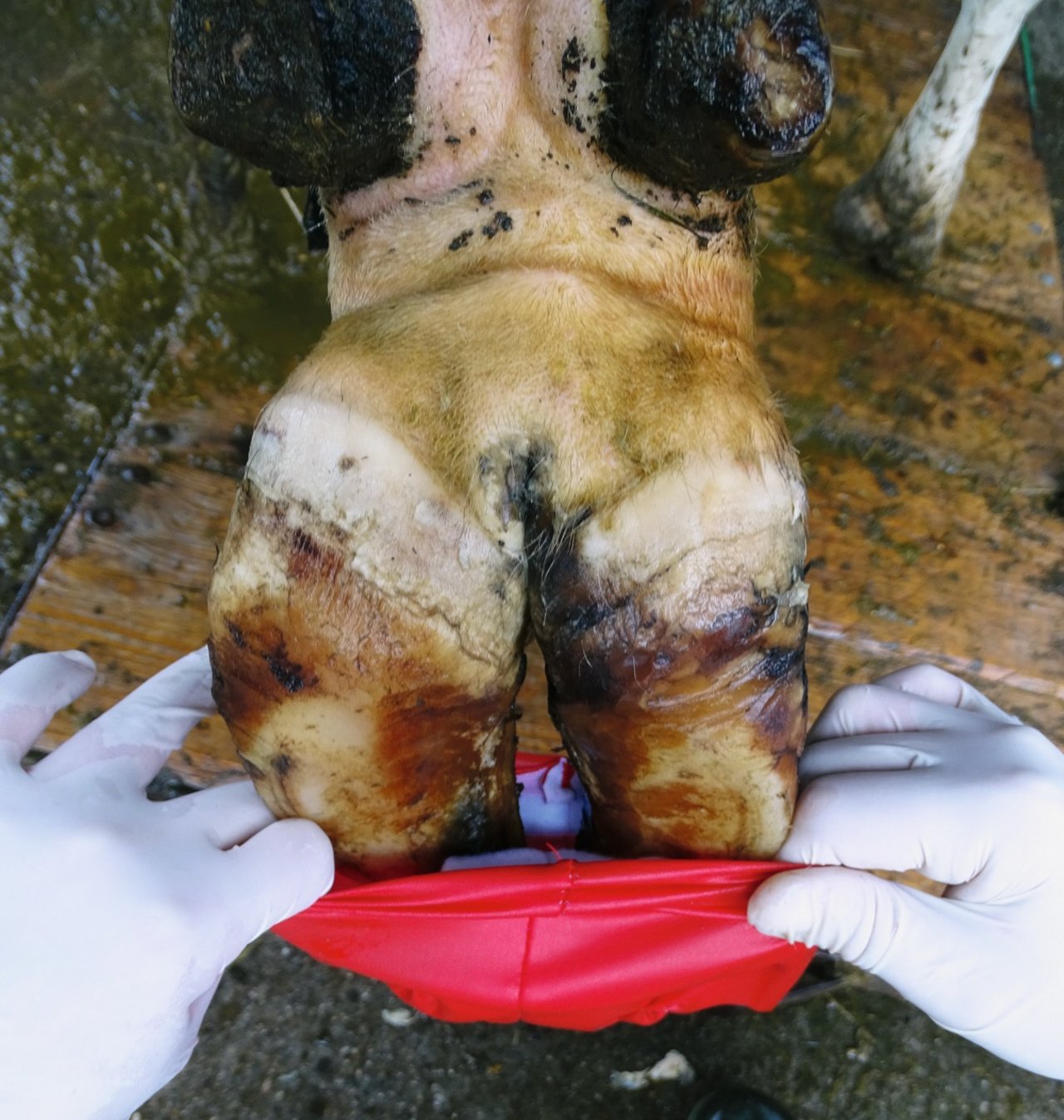 Als Alternative zu einem leichten Verband mit Polster und Binde können «Klauensocken» angelegt werden. Bild: Vetsuisse-Fakultät der Universität Bern