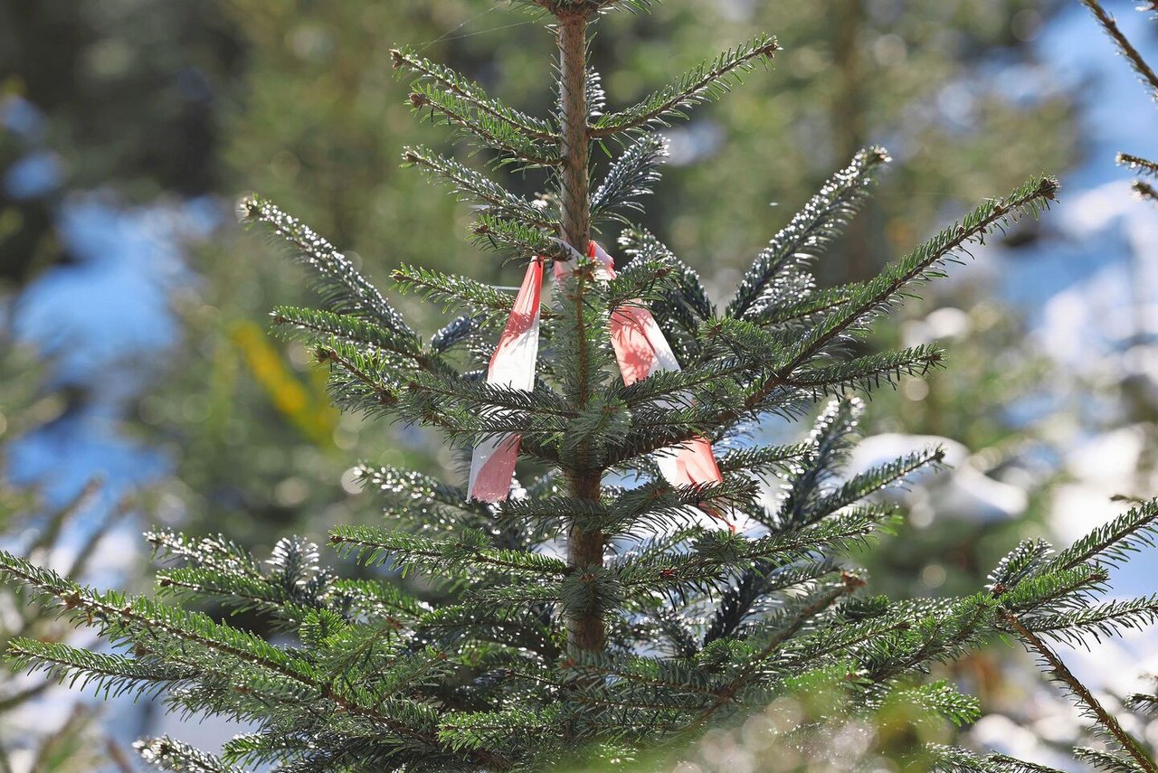 Dieser markierte Baum genügt den Kundenansprüchen nicht und wird  Mitte November geschlagen.