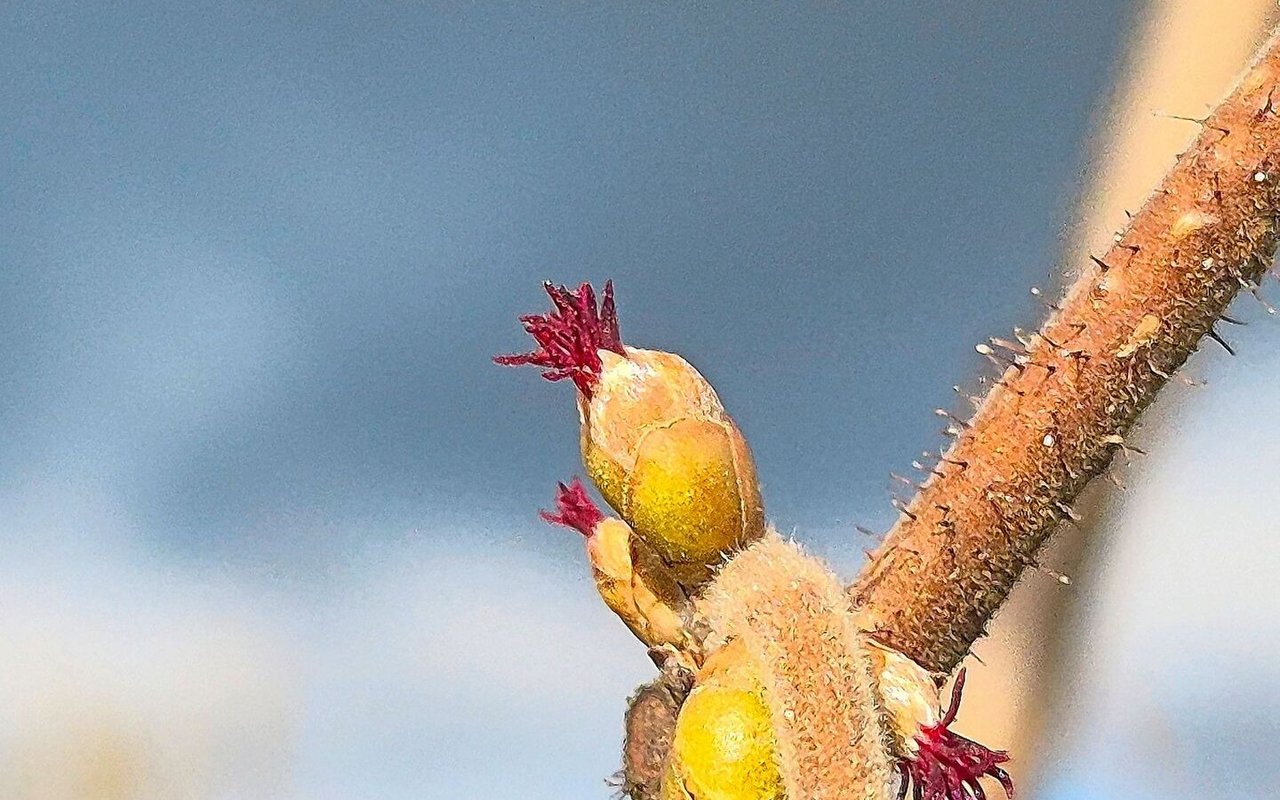 Die weibliche Blüte ist im Gegensatz zur männlichen Blüte bei Haselnüssen fast unscheinbar. Erstere sind gerade mal 1–3 mm gross.