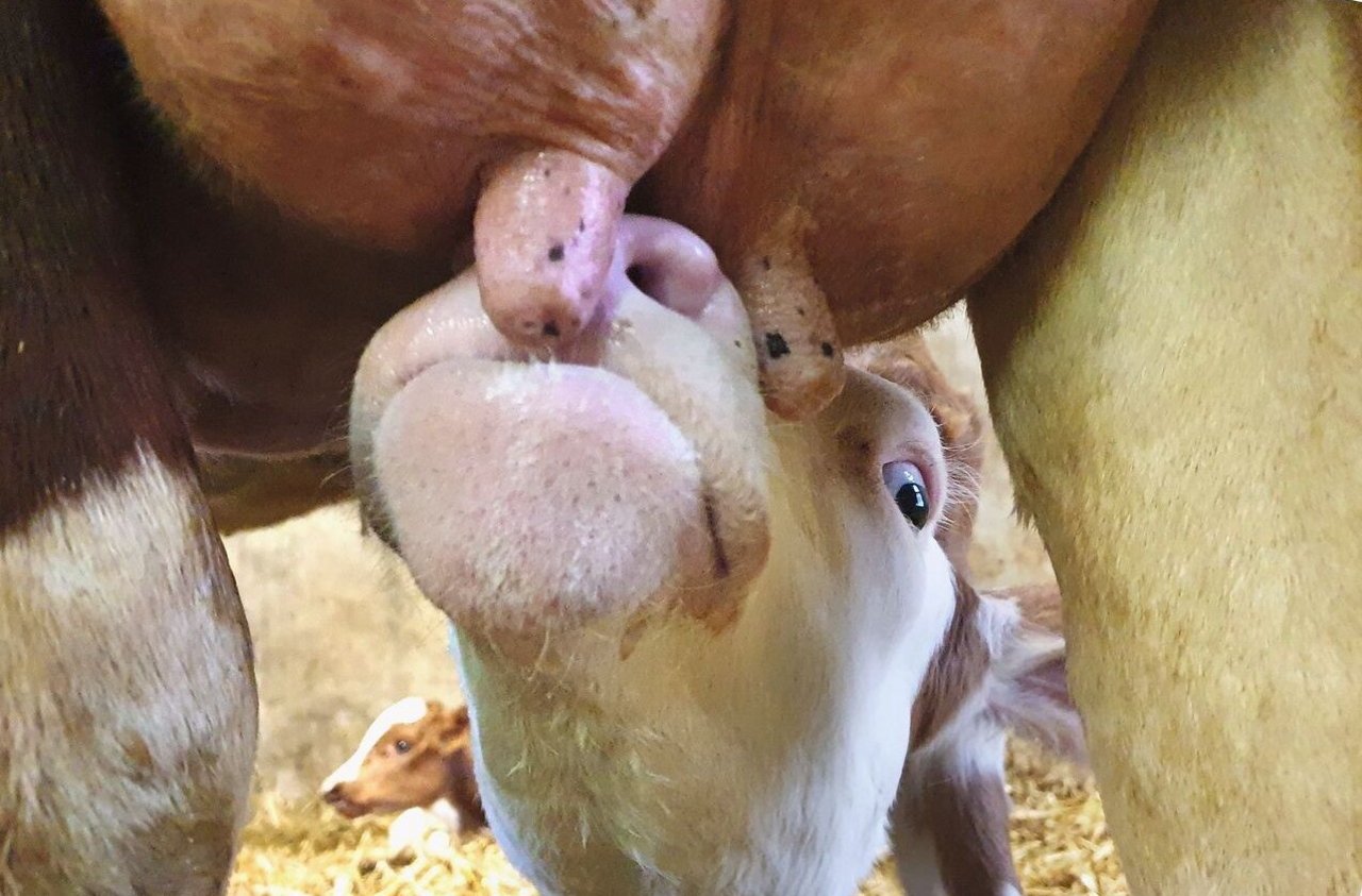Ein Kalb streckt den Kopf, um an der Zitze zu saugen.