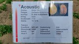 Die neue Kraut- und Knollenfäule tolerante Kartoffelsorte Acoustic.  (Bild: Geraldine Zutter / «die grüne»)