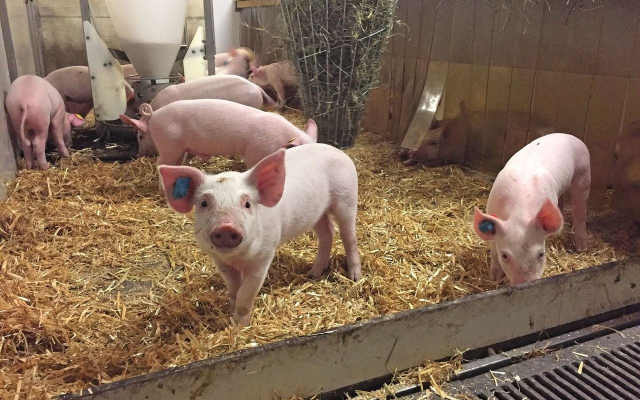 Eine Gruppe Ferkel steht in der Bucht, welche mit Stroh eingestreut ist.