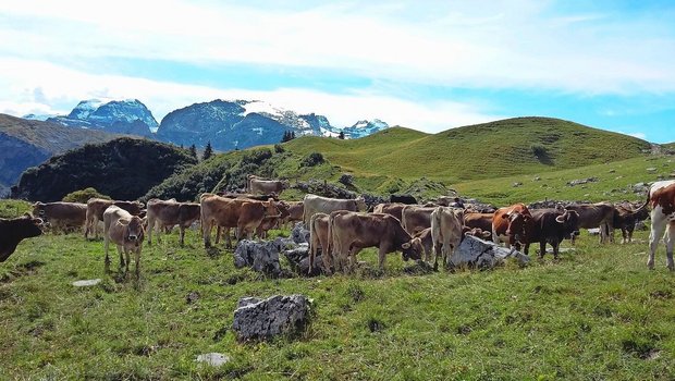 Die Rinder und Masttiere nach der Alpung korrekt zu füttern, ist wichtig, um Wachstumseinbussen wieder etwas wettzumachen.Bild: Sanja Stuber