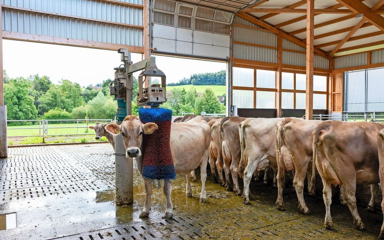 Die Tiere fühlen sich wohl im neuen Stall und halten sich gerne im Bereich unter dem offenen Dach auf. 