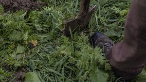 Gründüngung zur Bodenbedeckung Ein Spaten steckt in einem Feld, auf dem eine Gründüngung wächst.