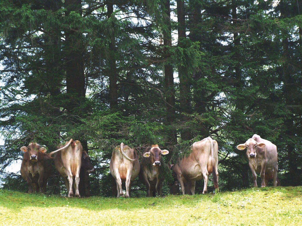 5. Schatten & Nachtweide. Bild: Imago stock