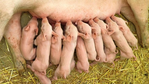 Die Anzahl abgesetzter Ferkel pro Sau und Jahr ist eine zentrale Kennzahl bei der Zuchtauswertung.