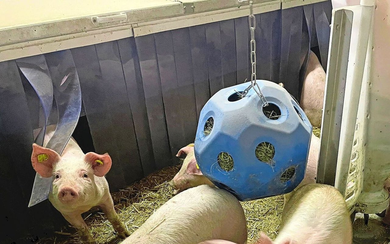 Die Ferkel arbeiten das Heu heraus und sind so beschäftigt. Das Material sollte frisch und von guter Qualität sein.