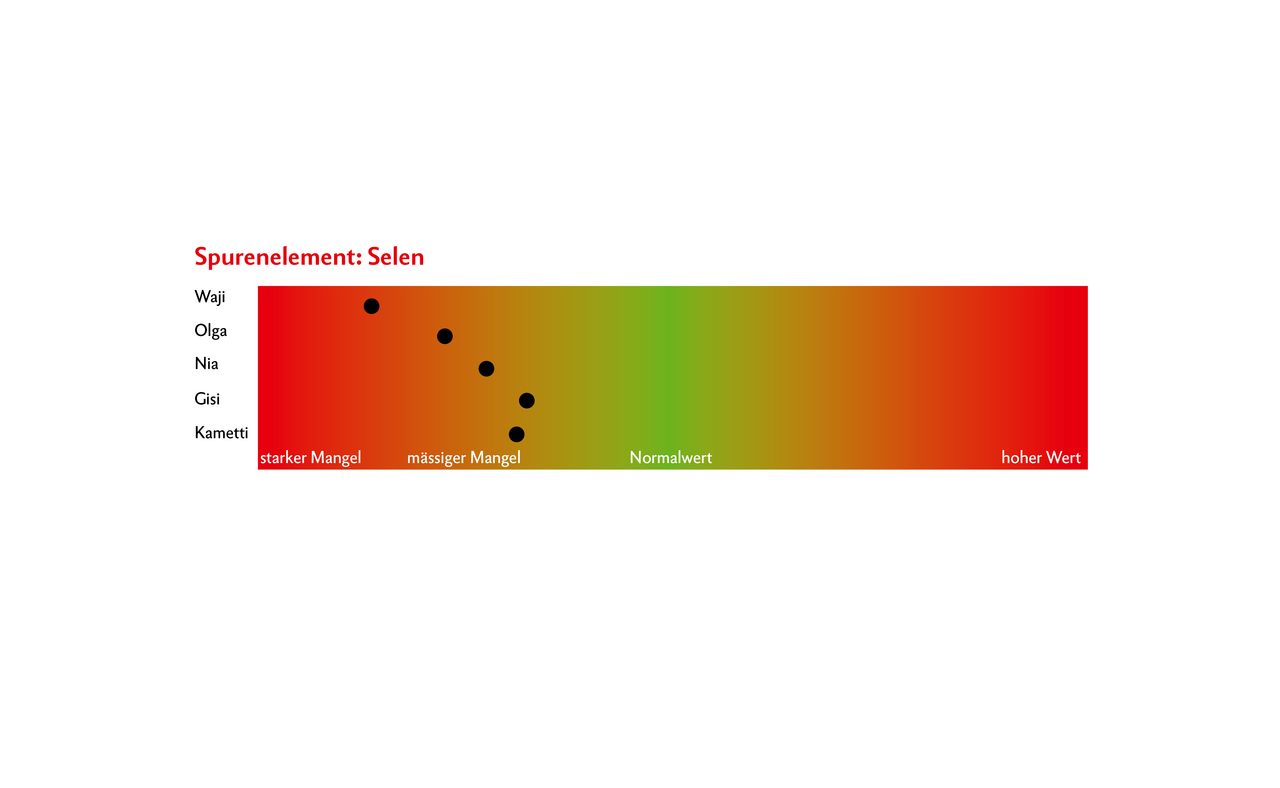 Resultat einer Blutuntersuchung: Die schwarzen Punkte zeigen die Menge an Selen bei 5 Kühe. Im grünen Bereich wären die Werte in der Norm. In diesem Fall liegen alle Werte links auf der Grafik, was bedeutet, dass die Selenwerte der Tiere zu tief sind.  Grafik: Nicole Geiser / Quelle: RGS