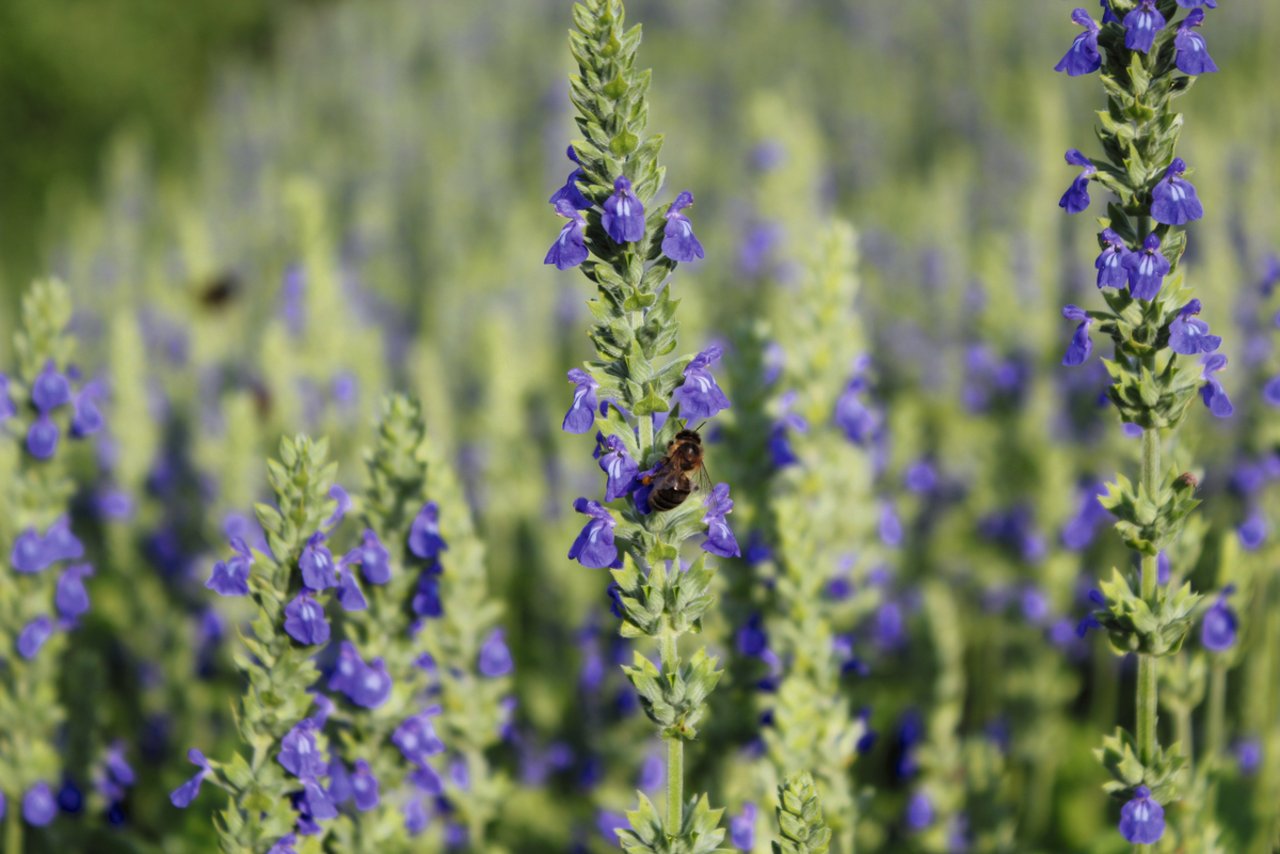Gesät wird Chia im April, geerntet Mitte September. Die zirka ein Meter hohe Pflanze blüht blau. Die blauen Chia-Felder verschönern von Mitte Juli bis Ende August die Landschaft und sind eine Bienenweide.Bild: Joachim Keller/St. Galler Saatzuchtgenossenschaft