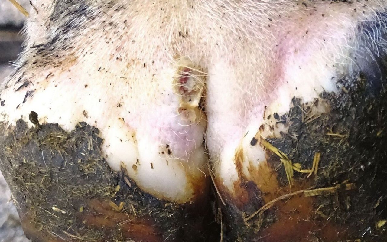 M1: Aktue Veränderung. Ansteckend!  Wunde kleiner als 2 cm. 