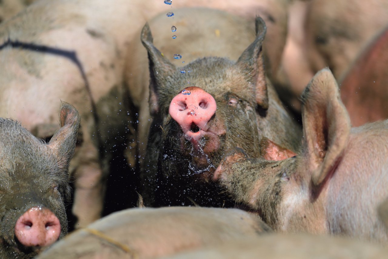 Sauwohl ist es den Freilandschweinen von Rudolf Steiner auf der «La Ferme en Croix» in Vuillerens VD. Bild: Peter Röthlisberger