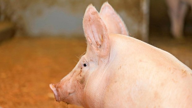 Ob Preis, Pro-Kopf-Konsum oder Betriebszahlen – auf dem Schweinemarkt sind die Zahlen rückläufig.