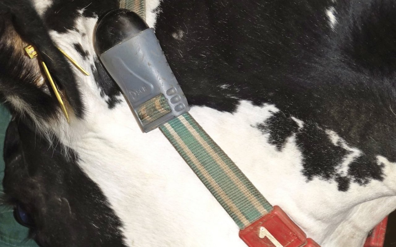 Halsbandsensor