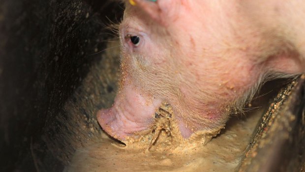 Neue Forschungsergebnisse und veränderte Umwelteinflüsse machen Anpassungen in der Schweinefütterung unausweichlich.        