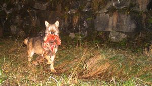 Wolf Beverin-Rudel Ein Wolf ist in die Fotofalle getappt: Im Maul hat er eine Wildkeule.