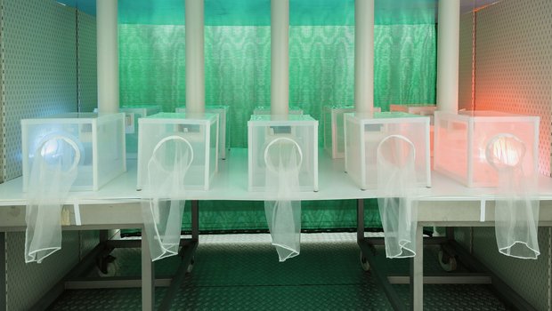 In einer Klimakammer wird das Verhalten der Kirschessigfliege auf dieVerwirrung durch Duftstoffe getestet. Bild: Adobe Stock