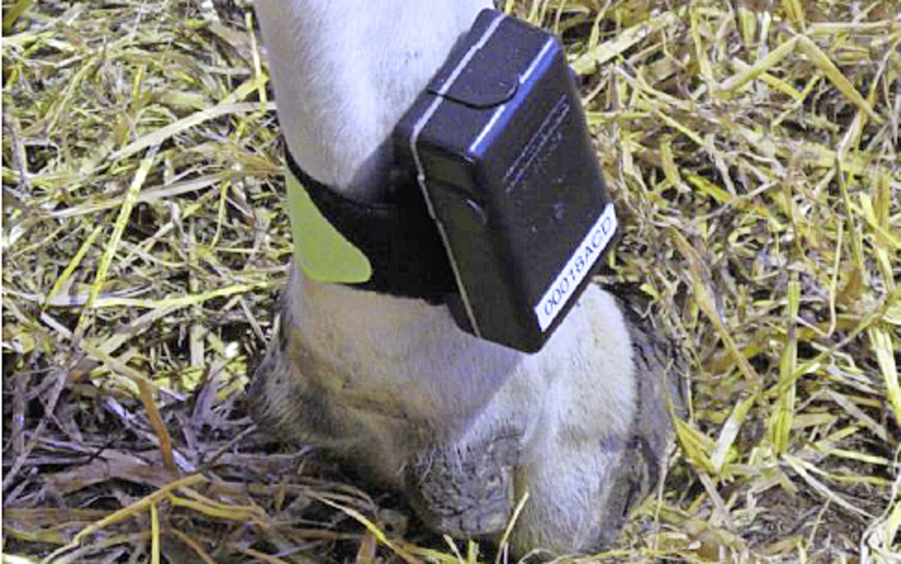 Pedometer
