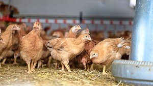 Biopouletproduktion Die braunen Masthühner gehen im Stall auf und ab.