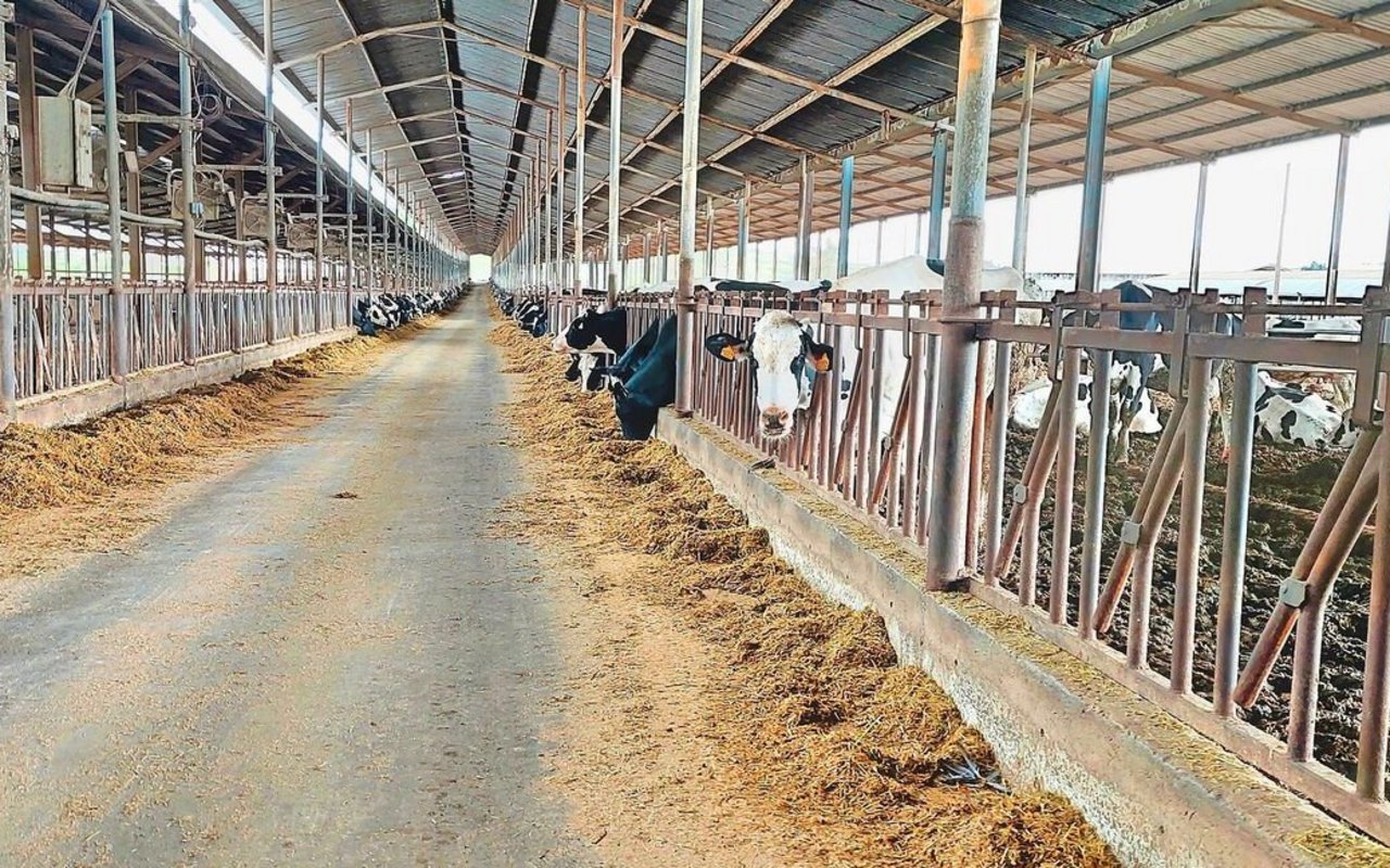 Rinder auf Zypern müssen in sogenannten Tierzuchtzonen gehalten werden. Auf dem grössten Rindviehbetrieb werden 750 Milchkühe gehalten.  