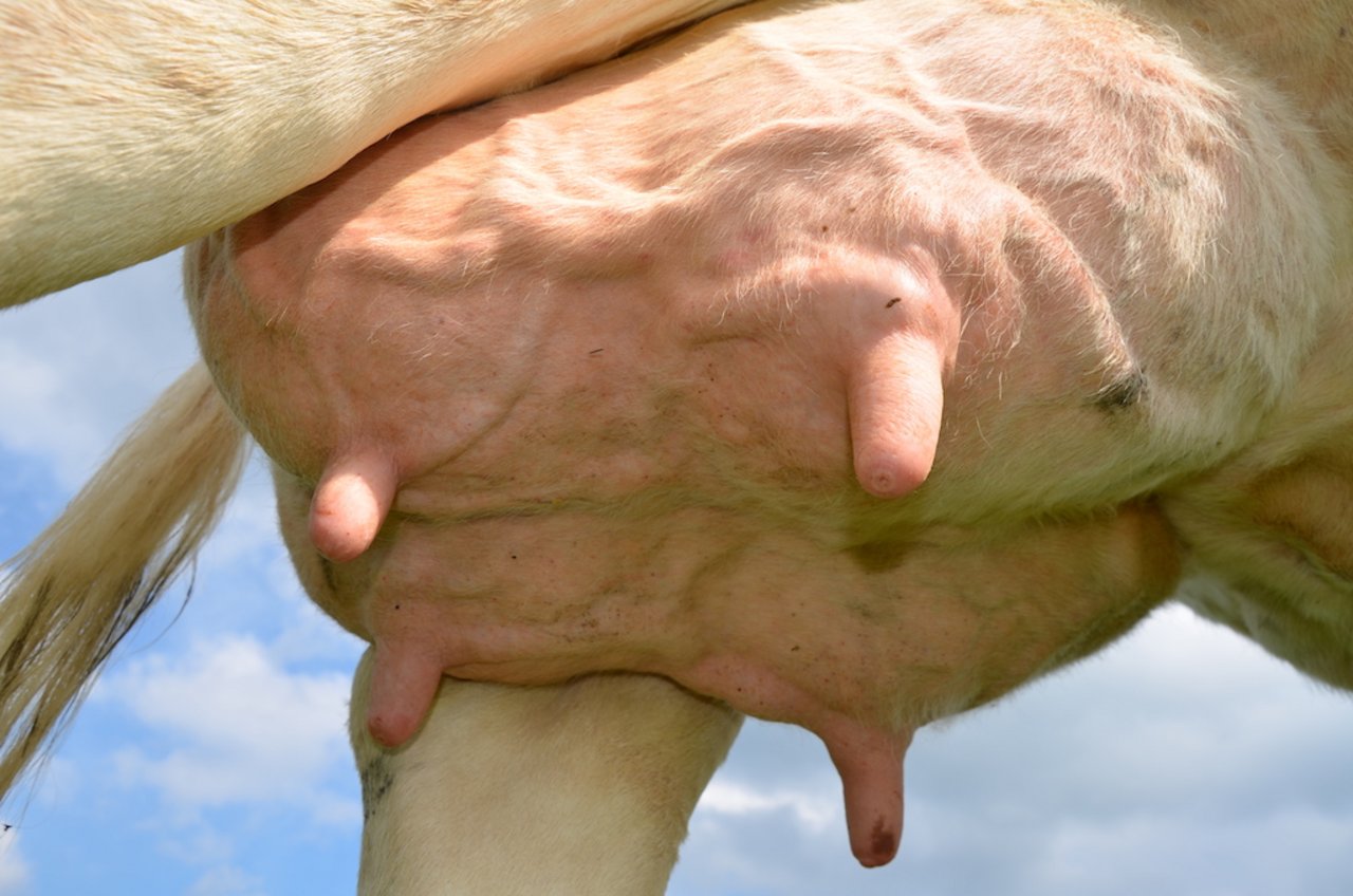 Ein gesundes Euter ist die Voraussetzung, dass Kühe auf die Alp dürfen.  «Jede akute Mastitis ist ein Notfall», sagt Tierarzt Bruno Winzap. Bild: BauernZeitung