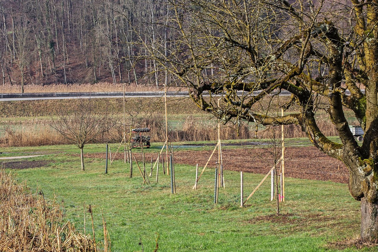 Zusammenarbeit spart Kosten und schont Ressourcen: Die Betriebsgemeinschaft Bio-Aare plant eine gemeinsame Remise und eine Lagerhalle. Bild: die grüne/Pia Neuenschwander