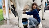 Am Cheese-Festival in Thun BE können Kinder und Erwachsene eine (Plastik-)Kuh melken.  (Bild: «die grüne» / Jürg Vollmer)
