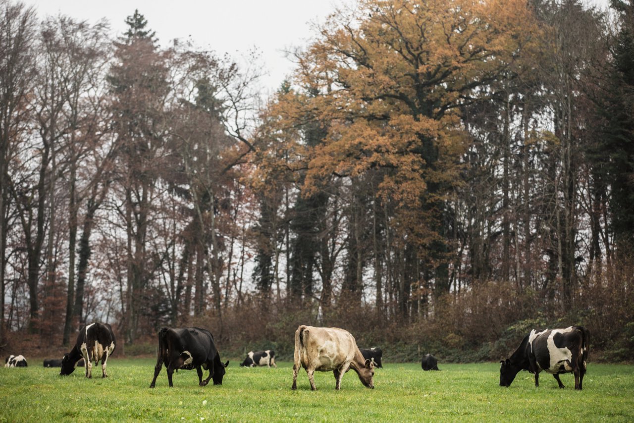 Wenn es die Böden und die Witterung zulassen, weiden die Kiwi-Cross bis in den November.  Bild: Pia Neuenschwander