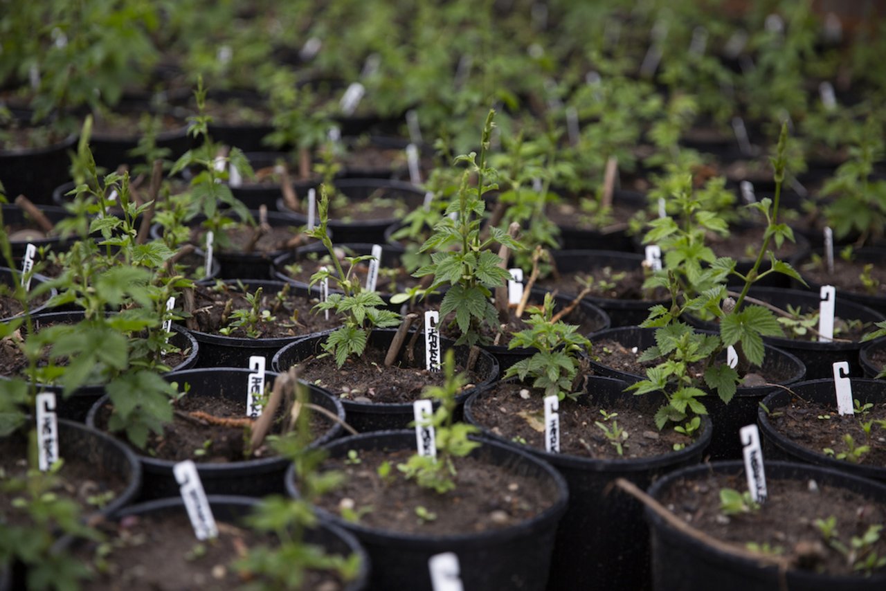 Die Hopfenplantage des Betriebs «Hopfentropfen» in Unterstammheim ZH. Bild: Mareycke Frehner