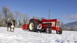 Der IHC 644 ist Vivienne Hausheers Traumtraktor.  (Bild: «die grüne» / Gian Vaitl)