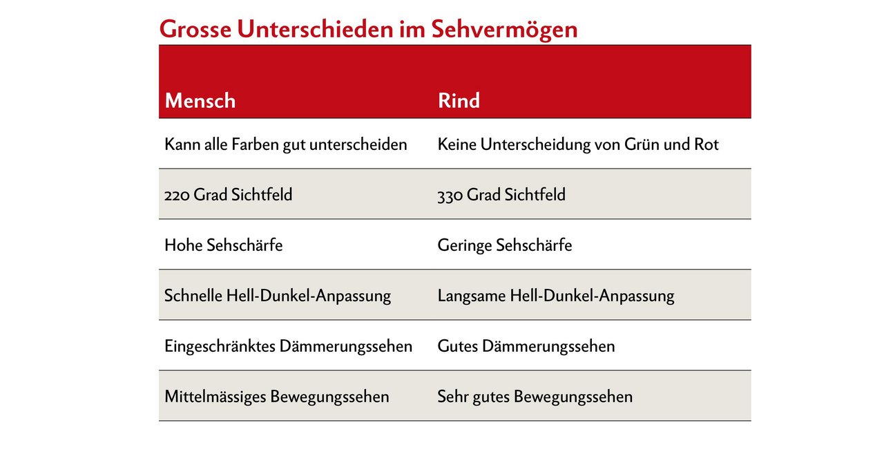 Beim Sehen gibt es grosse Unterschiede zwischen Menschen und Tieren. Das Rind ist dem Menschen in der optischen Wahrnehmung überlegen, hat dafür eine geringe Sehschärfe und Mühe mit der Hell-Dunkel-Anpassung.  Quelle: DLG-Merkblatt 415