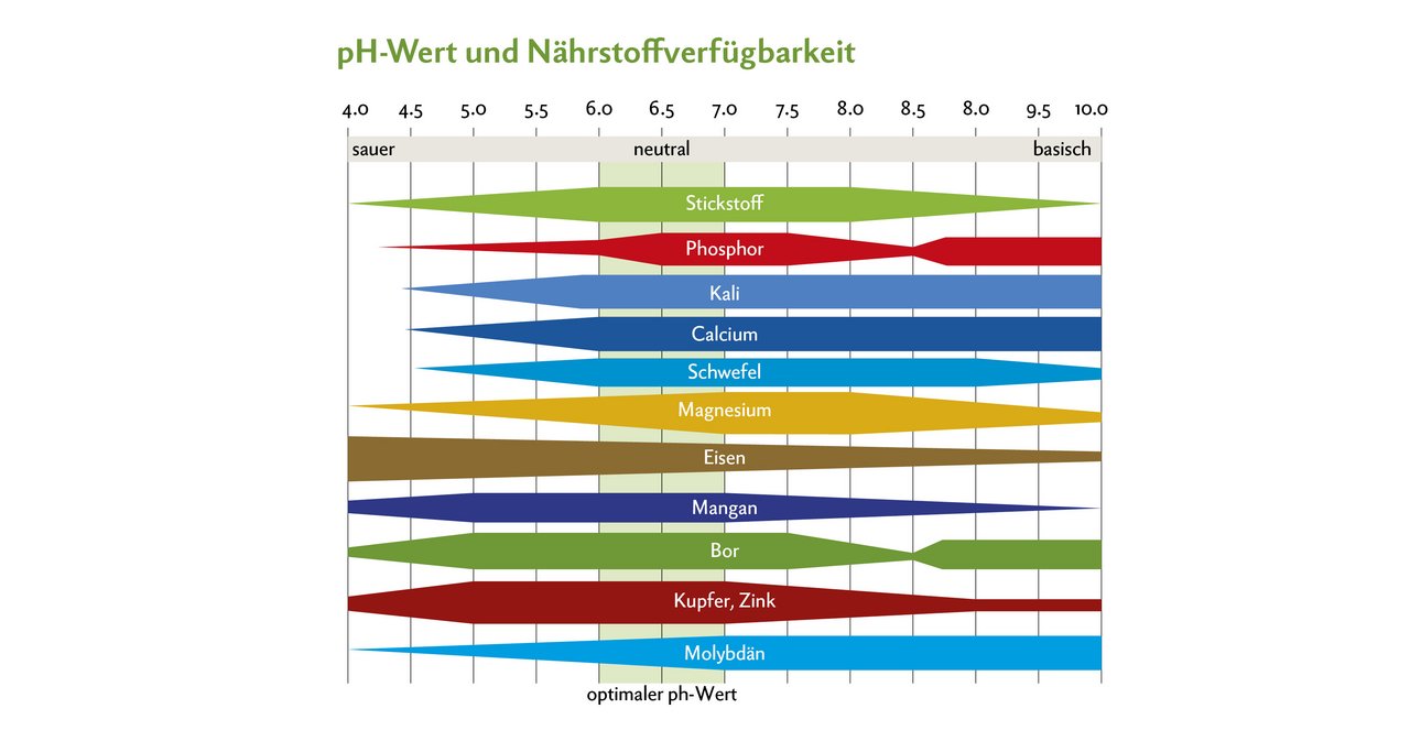 Beim optimalen pH-Wert gibt es je nach Messmethode Differenzen. In der Schweiz wird zur pH-Bestimmung meistens die Wassermethode angewandt, in Deutschland  die Calciumchlorid-Methode. Viele Grafiken – wie die hier abgebildete – basieren  auf dem deutschen Messsystem. Damit die Ergebnisse vergleichbar sind, sollte man  den mit der Wassermethode gemessenen Wert um ca. 0,5 nach unten korrigieren. Der pH-Wert spielt auch im Futterbau eine wichtige Rolle. Grafik: Yara, www.dgrn.ch/yara