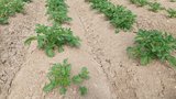 Die neue Kraut- und Knollenfäuletolerante Kartoffelsorte Acoustic im Feld. Seit Anfang 2023 neu auf der Sortenliste.  (Bild: Geraldine Zutter / «die grüne»)